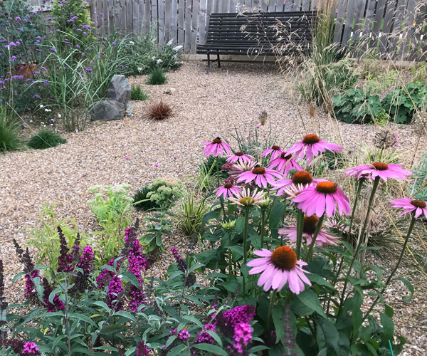 A dry mediterranean style garden close to a market town This was a garden that needed to deliver low maintenance and fond memories. A dry mediterranean garden inspired by Beth Chatto was the result.